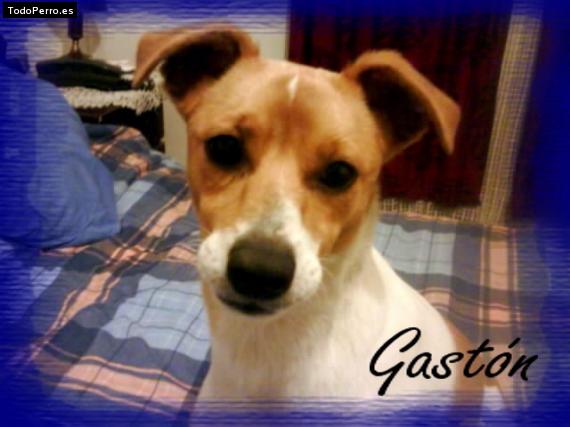 Foto del perro Gaston