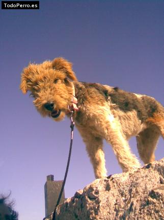 Foto del perro Chicha