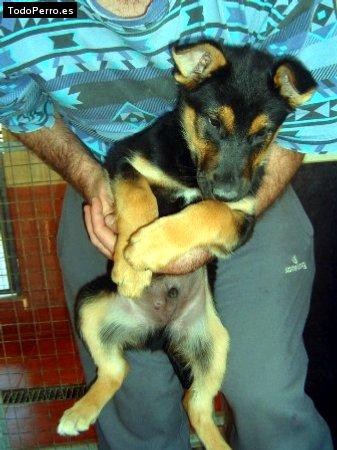 Foto del perro Jony