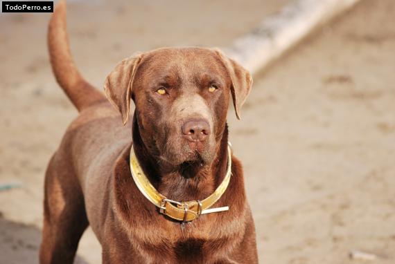 Foto del perro Ache