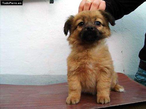 Foto del perro Nube