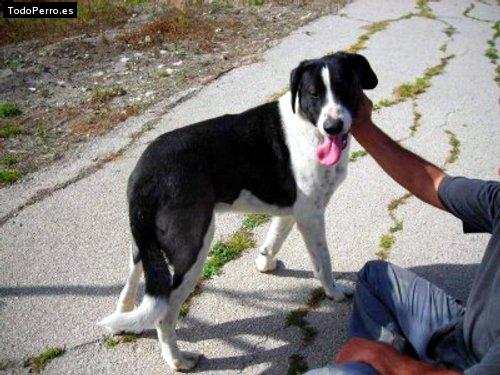 Foto del perro Betoven