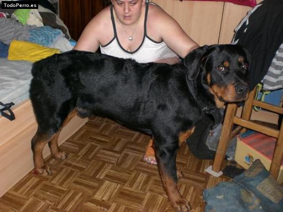 Foto del perro Undertaker