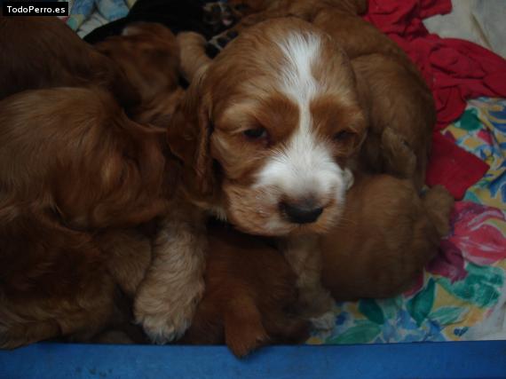 Foto del perro Chuky