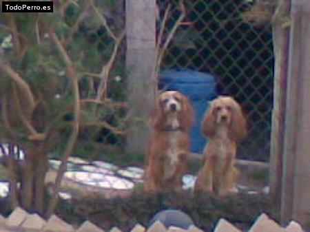 Foto del perro Melody y namy