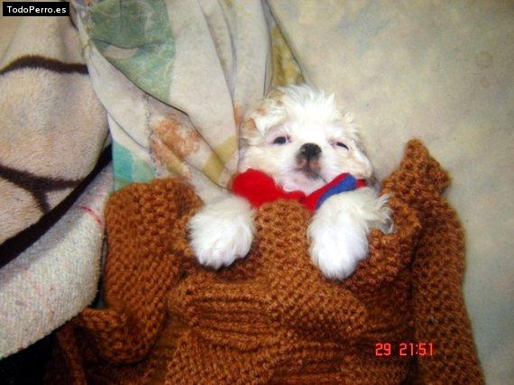 Foto del perro Candy