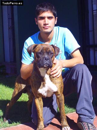 Foto del perro Bull