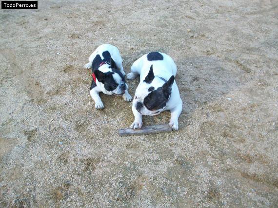 Foto del perro Roki