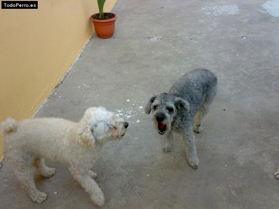 Foto del perro Polly y droopy