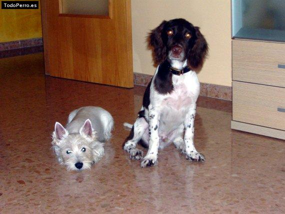 Foto del perro Gaucho y kira