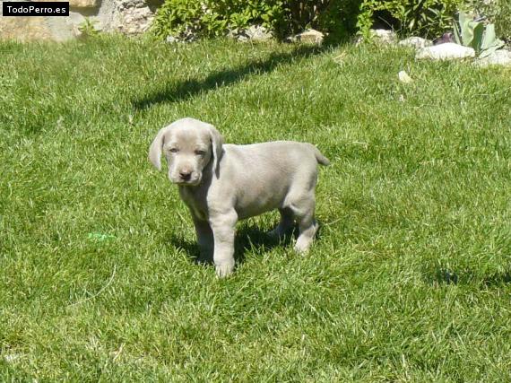 Foto del perro Gaucho