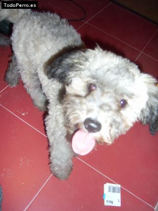 Foto del perro Canica