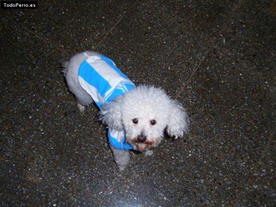 Foto del perro Tuky