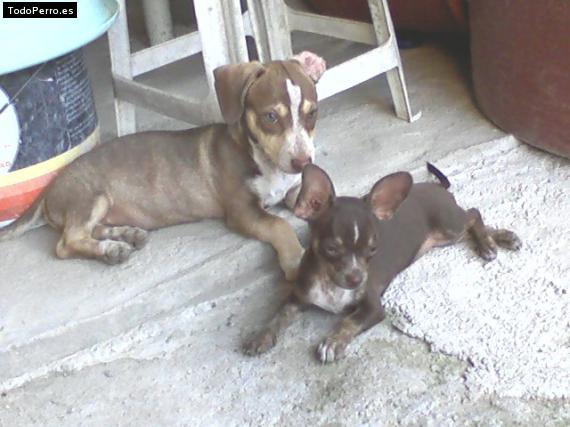 Foto del perro Lassy y tobi