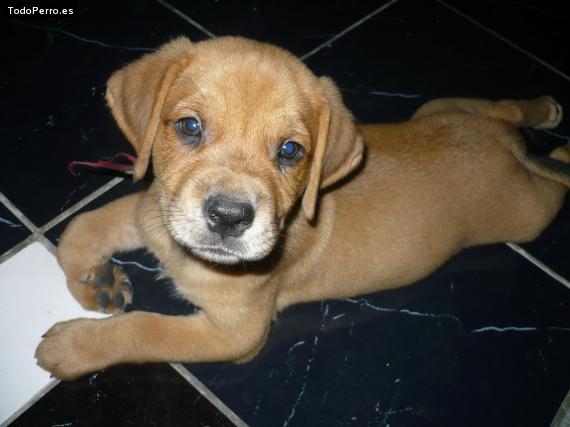 Foto del perro Clay