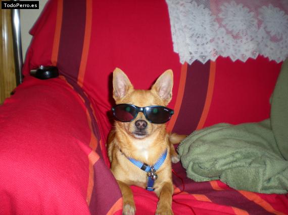 Foto del perro Sindy