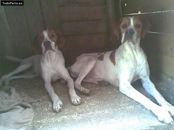 Foto del perro Bingo y rocko