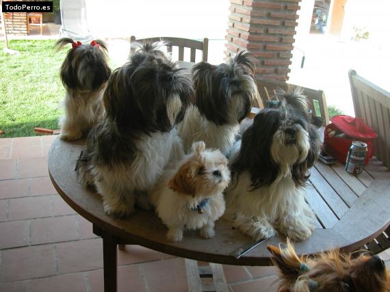 Foto del perro Miko, chula, killo, duende y lola