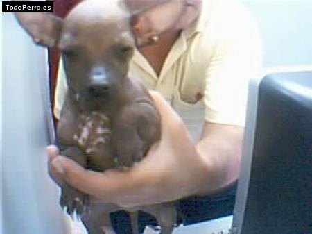 Foto del perro Ringo