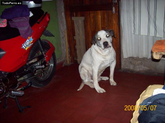 Foto del perro Dogi