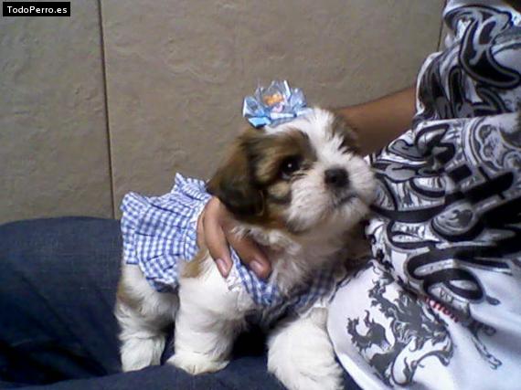 Foto del perro Chelsea