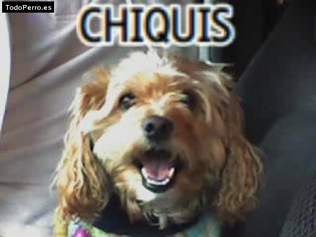 Foto del perro Chiquis