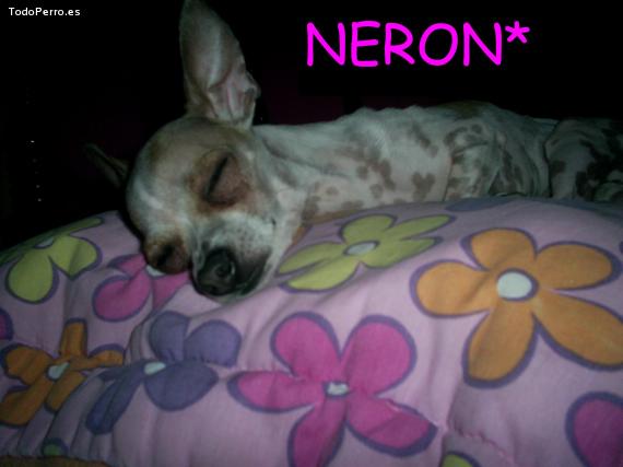 Foto del perro Neron