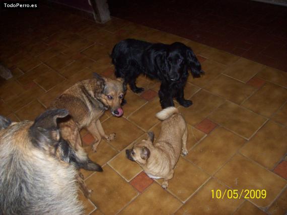 Foto del perro Fiona, tetra, birra y ahuel