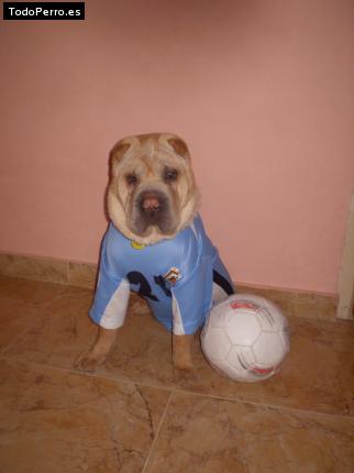 Foto del perro Cliford