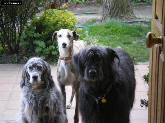 Foto del perro Lula, morgan y bruno