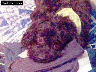 Foto del perro Negro
