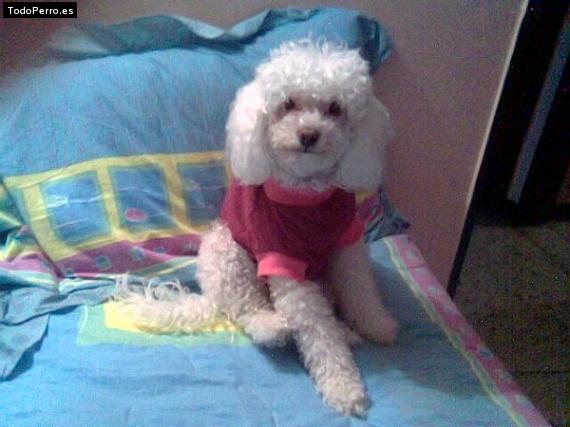 Foto del perro Candy