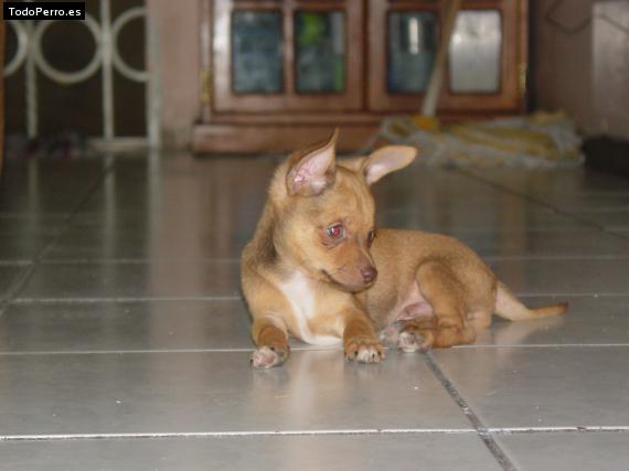 Foto del perro Chester