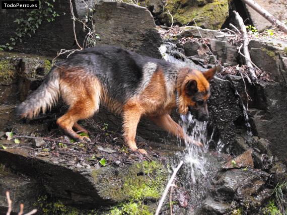 Foto del perro Zoes