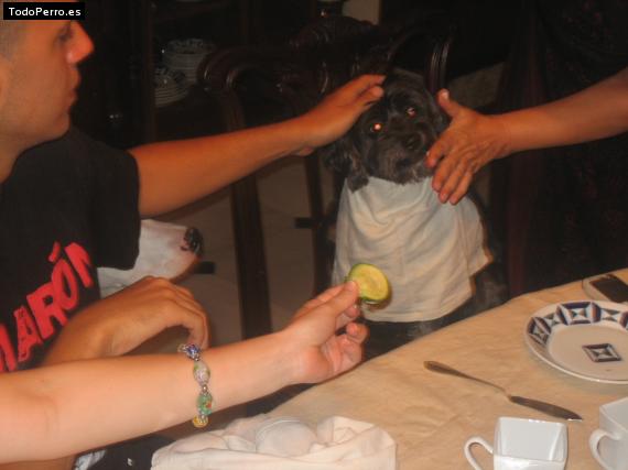 Foto del perro Sombra