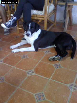 Foto del perro Roco