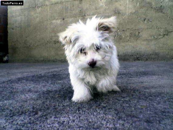 Foto del perro Benji