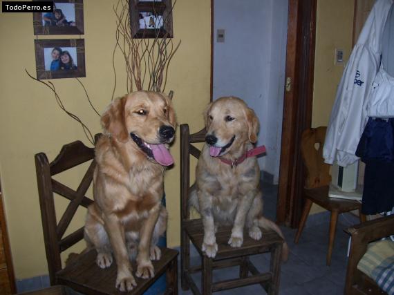 Foto del perro Clara y felipe