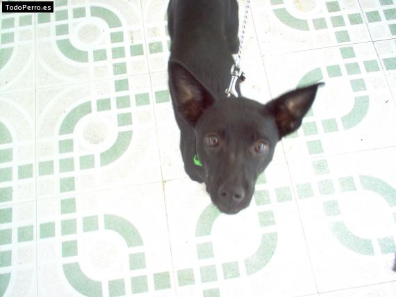 Foto del perro Nena