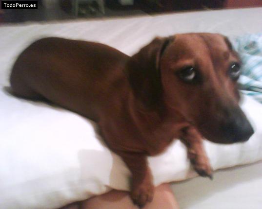 Foto del perro Camila