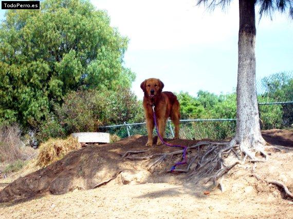 Foto del perro Rocky