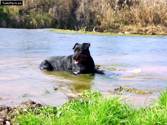 Foto del perro Larios