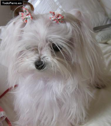 Foto del perro Stefanny