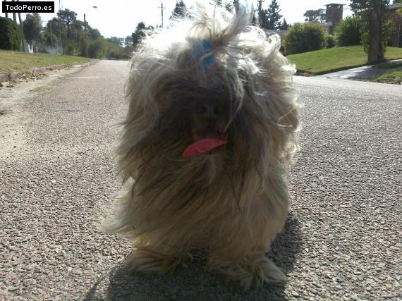 Foto del perro Coquito