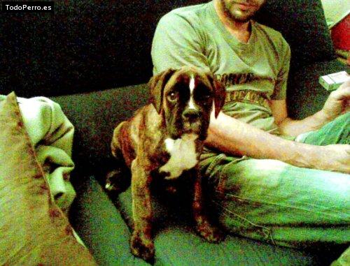 Foto del perro Shila