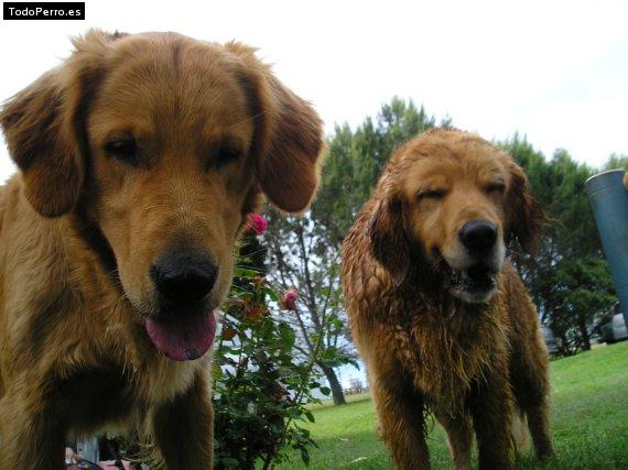 Foto del perro Pampi y clari