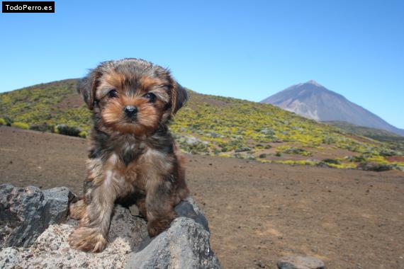 Foto del perro Yorky