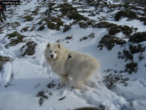 Foto del perro Congo