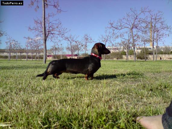 Foto del perro Madeline