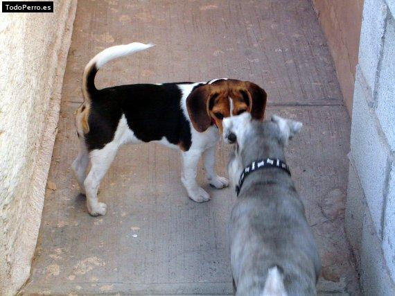 Foto del perro Bruno y fiona